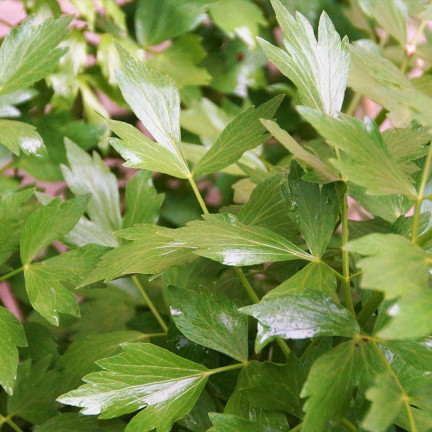 Z3017 LIBEČEK ZAHRADNÍ BYLINA SEMENO VYTRVALÉ KOŘENÍ AROMATICKÉ MAGI 1G