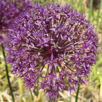CEB21 okrasný česnek, cibulky česneku, cibulky květů  „allium aflatunense“  50 ks.