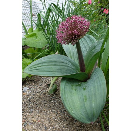 Cibulky květin rodu Allium, česnek Red Giant, velikost 10/12, 10 ks.