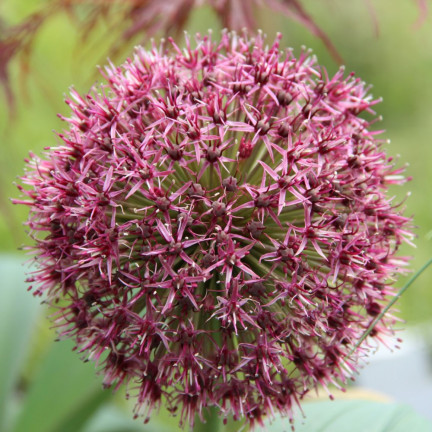Cibulky květin rodu Allium, česnek Red Giant, velikost 10/12, 10 ks.