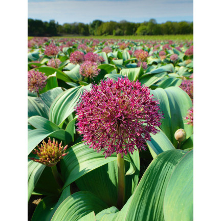 Cibulky květin rodu Allium, česnek Red Giant, velikost 10/12, 10 ks.