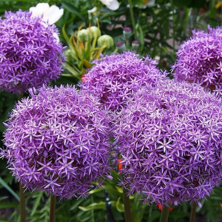 CEB22 obří okrasný česnek, cibulky česneku, cibulky květin Allium gladiator, 1 ks, 20/+