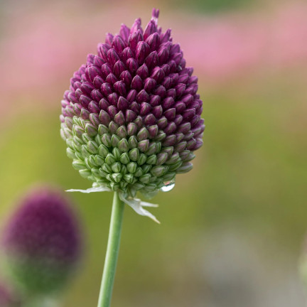 Česnek kulatý (Allium sphaerocephalon), cibulky, velikost 4/5, 50 ks.