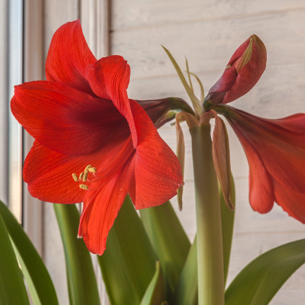 Hippeastrum „Zwartnica Red Lion“, amarylis, velikost 24/26, sytě červená, 1 ks.
