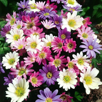 Anemone Blanda Mixed, cibulky anemonů, velikost 4/5, 50 ks.