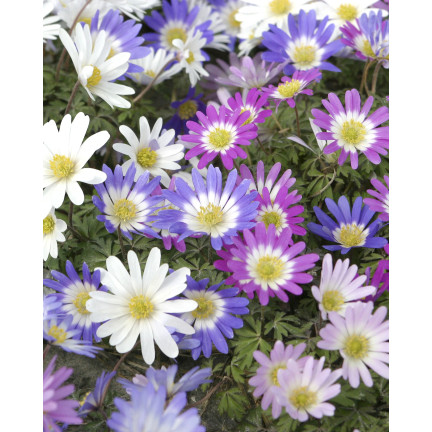 Anemone Blanda Mixed, cibulky anemonů, velikost 4/5, 50 ks.