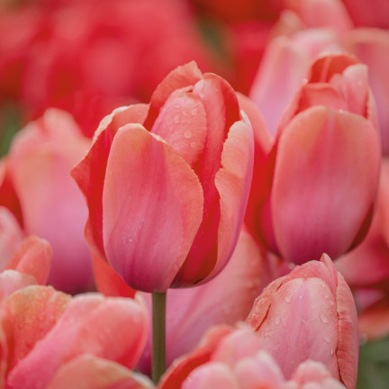 Tulipán „Apricot Impression“, květinové cibulky, cibulky tulipánů, velikost 9/10, 50 ks.