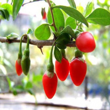 R2123 GOJI BERRIES mrazuvzdorné šarlatové zdravé plody trnka