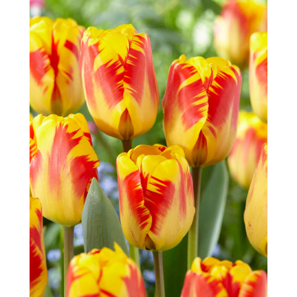 CEB1 tulipány, cibulky tulipánů, cibulky květin, červeno-žluté „banja luka“, 50 ks.