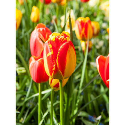 CEB1 tulipány, cibulky tulipánů, cibulky květin, červeno-žluté „banja luka“, 50 ks.