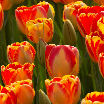 CEB1 tulipány, cibulky tulipánů, cibulky květin, červeno-žluté „banja luka“, 50 ks.