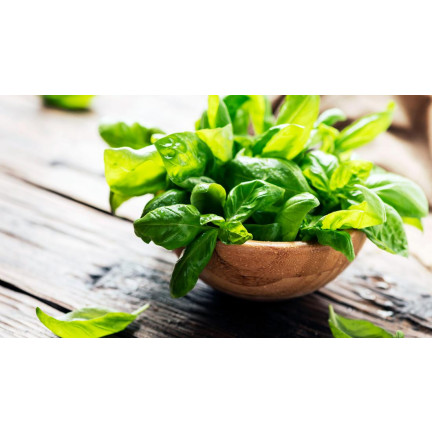 Z3001 BASALKA SPRÁVNÁ BASALKA SEMÍNKA BYLINY KOŘENÍ ZELENÉ AROMATICKÉ 1G