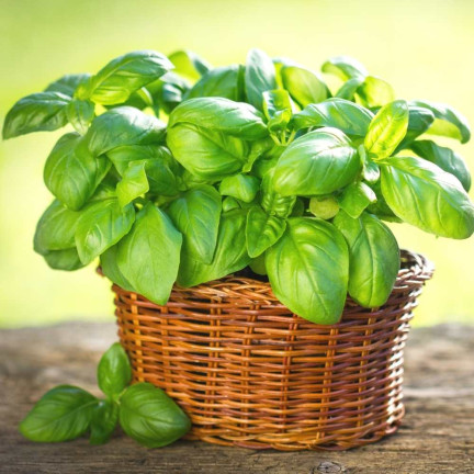 Z3001 BASALKA SPRÁVNÁ BASALKA SEMÍNKA BYLINY KOŘENÍ ZELENÉ AROMATICKÉ 1G