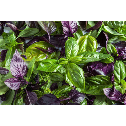 Z3129 AROMATICKÁ BAZALKA SMĚS ODRŮD A BAREV PRO ITALSKOU KUCHYNI 1G