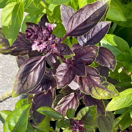 Z3129 AROMATICKÁ BAZALKA SMĚS ODRŮD A BAREV PRO ITALSKOU KUCHYNI 1G