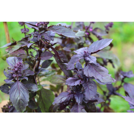 Z3002 ČERVENÁ AROMATICKÁ BAZLIE NA MASO TARTAROVÉ ČÍŠKY Ocimum basilicum 'Purpurascens'