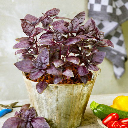 Z3002 ČERVENÁ AROMATICKÁ BAZLIE NA MASO TARTAROVÉ ČÍŠKY Ocimum basilicum 'Purpurascens'