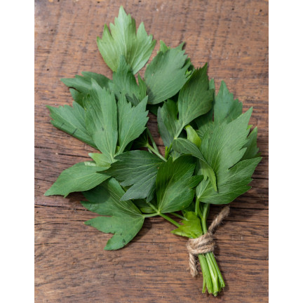 Z3017 LIBEČEK ZAHRADNÍ BYLINA SEMENO VYTRVALÉ KOŘENÍ AROMATICKÉ MAGI 1G