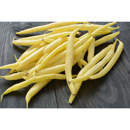 W1047 žlutá zakrslá šparagová fazole Berggold, velmi raná, semena fazole, 50 g