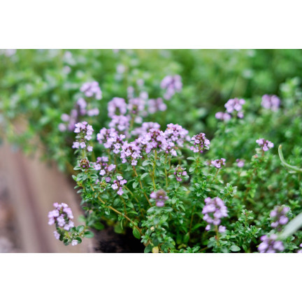 Z3035 THYMÁN SPRÁVNÁ SEMENA BYLINA KOŘENÍ AROMATICKÉ 0,3G