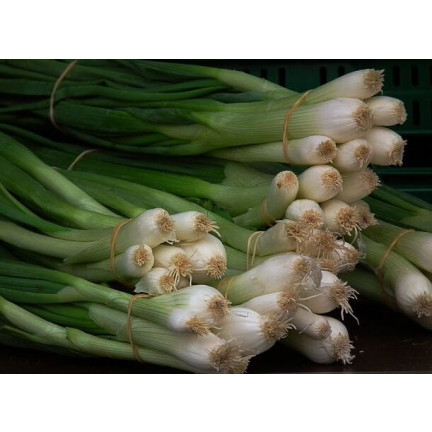 W1022 sedmiletá cibule bajkalská, chutná a aromatická pažitka (Allium fistulosum L.), 3 g