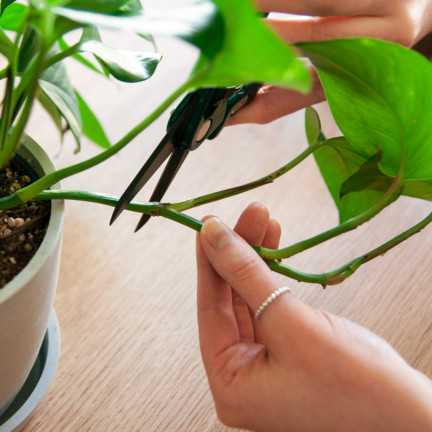 SUM28 sumin multiroots – přípravek na zakořenění, urychluje zakořenění řízků a cibulek okrasných rostlin, 100 ml