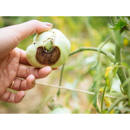 SUM38 help plant ca, tekutý vápník, hnojivo pro stromy, keře, ovocné stromy a zeleninu 20 ml, přípravek proti nedostatku živin