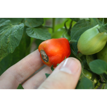 SUM38 help plant ca, tekutý vápník, hnojivo pro stromy, keře, ovocné stromy a zeleninu 20 ml, přípravek proti nedostatku živin