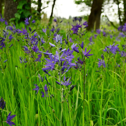 Kamasja, Camassia esculenta (quamash), cibulky, velikost 5/6, 50 ks.