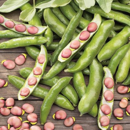 W1007 BOTH Vicia faba L. var. major karmínově červená plodná chutná raná 30G