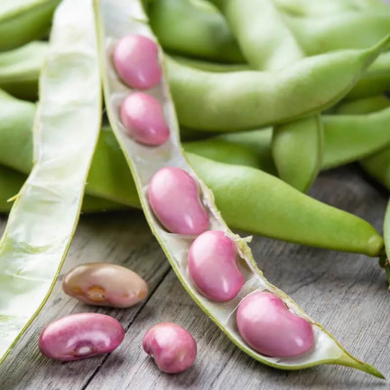 W1007 BOTH Vicia faba L. var. major karmínově červená plodná chutná raná 30G