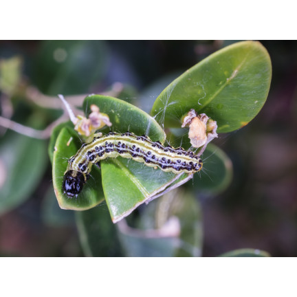 SUM31 lepinox PLUS, insekticid, ničí housenky zimolezu, obsah 5 g