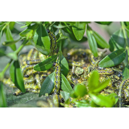 SUM31 lepinox PLUS, insekticid, ničí housenky zimolezu, obsah 5 g