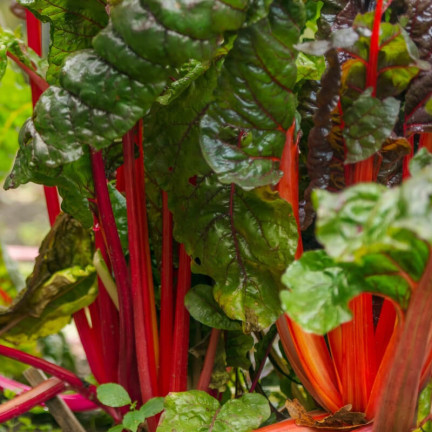 W1017 LISTOVÁ ŘEPA šťavnatá, dužnatá jako špenát s chřestem RHUBARB CHARD 5G