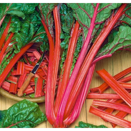W1017 LISTOVÁ ŘEPA šťavnatá, dužnatá jako špenát s chřestem RHUBARB CHARD 5G