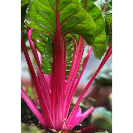 W1017 LISTOVÁ ŘEPA šťavnatá, dužnatá jako špenát s chřestem RHUBARB CHARD 5G