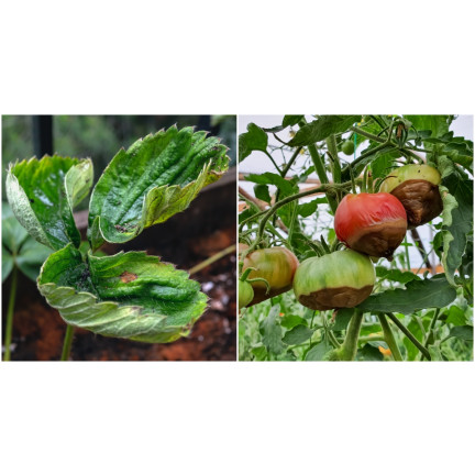 SUM38 help plant ca, tekutý vápník, hnojivo pro stromy, keře, ovocné stromy a zeleninu 20 ml, přípravek proti nedostatku živin