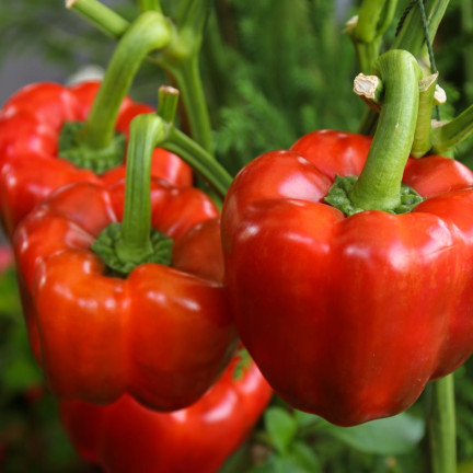 W1135 CALIFORNIA WONDER ČERVENÁ SLADKÁ SALÁTOVÁ PAPRIKA 0,5G