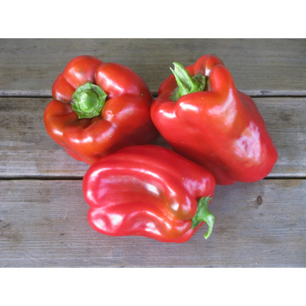 W1135 CALIFORNIA WONDER ČERVENÁ SLADKÁ SALÁTOVÁ PAPRIKA 0,5G