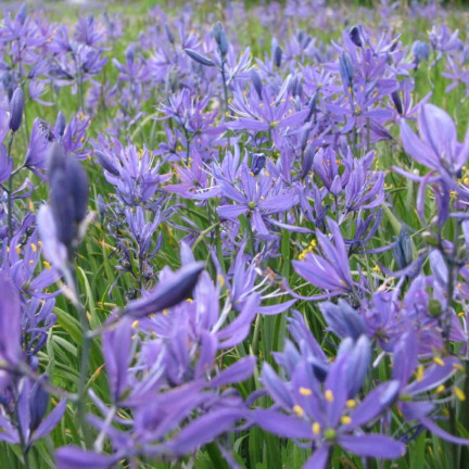 Kamasja, Camassia esculenta (quamash), cibulky, velikost 5/6, 50 ks.