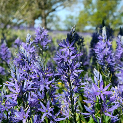 Kamasja, Camassia esculenta (quamash), cibulky, velikost 5/6, 50 ks.