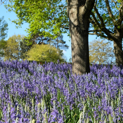 Kamasja, Camassia esculenta (quamash), cibulky, velikost 5/6, 50 ks.