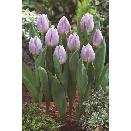 Tulipán Candy Prince, cibulky tulipánů, cibulky květin, velikost 9/10, 50 ks.