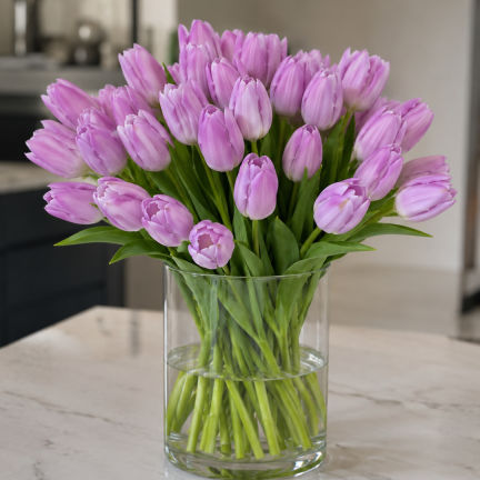 Tulipán Candy Prince, cibulky tulipánů, cibulky květin, velikost 9/10, 50 ks.