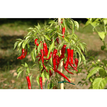 W1137 DE CAYENNE PÁLIVÁ CHILLI SEMÍNKA PÁLIVÁ 0,5G