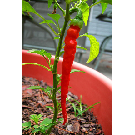W1137 DE CAYENNE PÁLIVÁ CHILLI SEMÍNKA PÁLIVÁ 0,5G