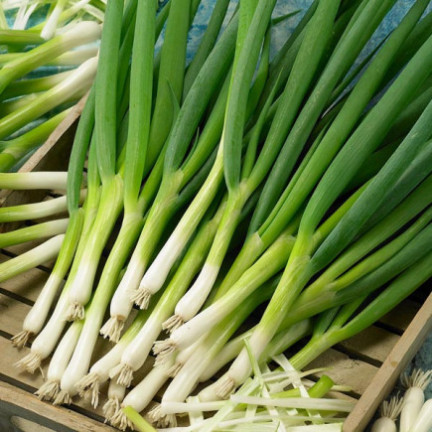W1022 sedmiletá cibule bajkalská, chutná a aromatická pažitka (Allium fistulosum L.), 3 g