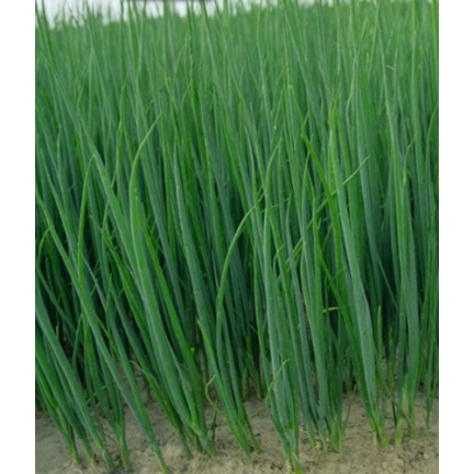 W1022 sedmiletá cibule bajkalská, chutná a aromatická pažitka (Allium fistulosum L.), 3 g