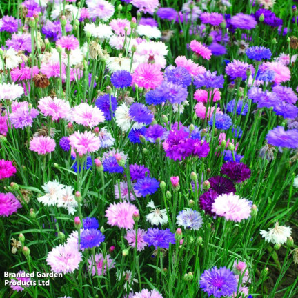 R2068 BABER FLOWER MIX Semena, jedlé květy COLOURFUL MISSILE