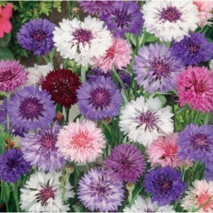 R2068 BABER FLOWER MIX Semena, jedlé květy COLOURFUL MISSILE